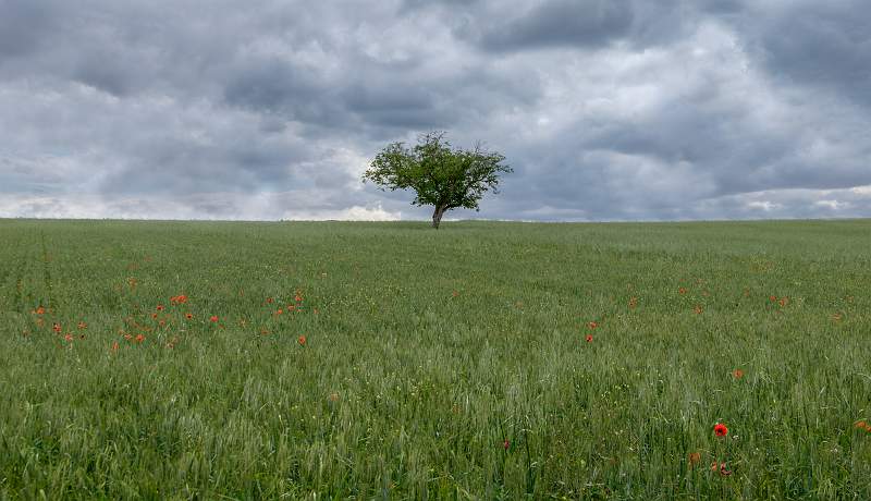 Lonely Tree, Spain_Peter Smith.jpg